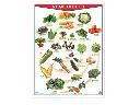 POSTER FRUITS / VEGETABLES C/B
