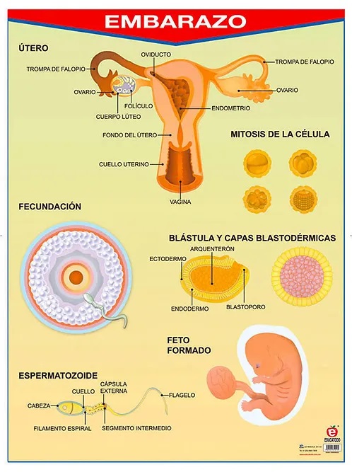 POSTER EMBARAZO