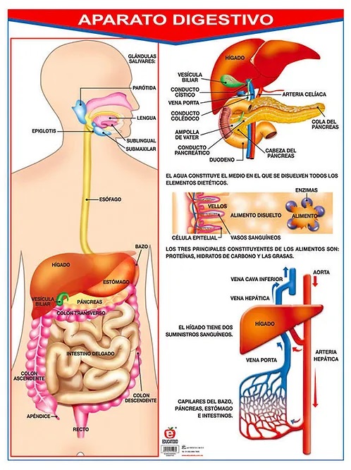 POSTER APARATO DIGESTIVO