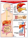 POSTER APARATO DIGESTIVO
