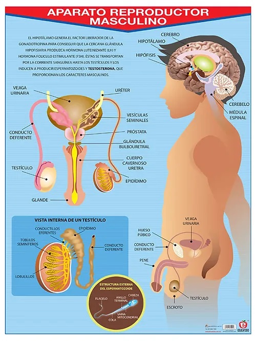 POSTER APARATO REPRODUCTOR MASCULINO