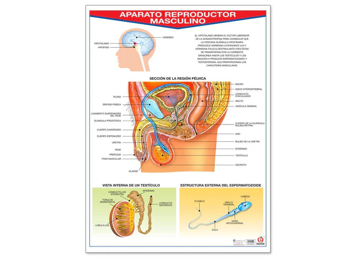 POSTER APARATO REPRODUCTOR MASCULINO C/B