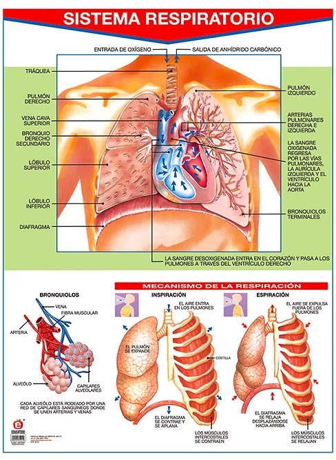 POSTER SISTEMA RESPIRATORIO