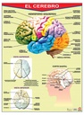 POSTER EL CEREBRO