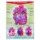 POSTER EL CORAZON