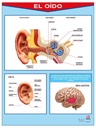 POSTER EL OIDO