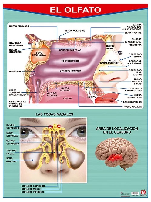 POSTER EL OLFATO