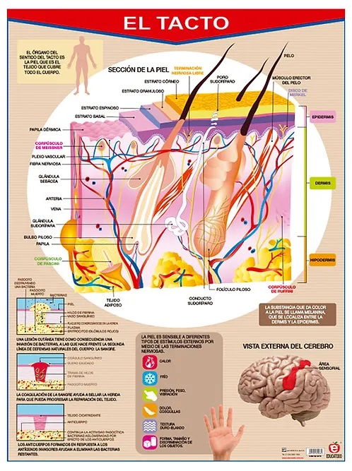 POSTER EL TACTO