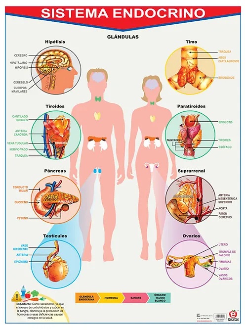 POSTER SISTEMA ENDOCRINO