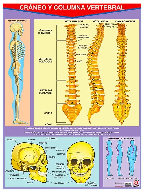 POSTER CRANEO Y COLUMNA VERTEBRAL