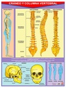 POSTER CRANEO Y COLUMNA VERTEBRAL