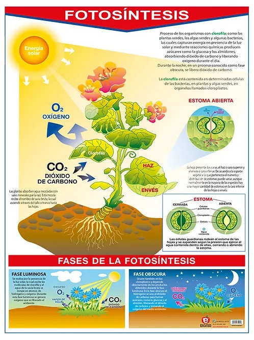 POSTER LA FOTOSINTESIS / LA HOJA