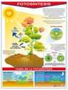 POSTER LA FOTOSINTESIS / LA HOJA