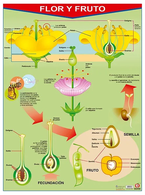 POSTER FLOR Y FRUTO