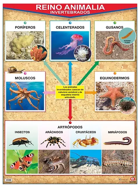 POSTER REINO ANIMALIA VERTEBRADOS /  INVERTEBRADOS