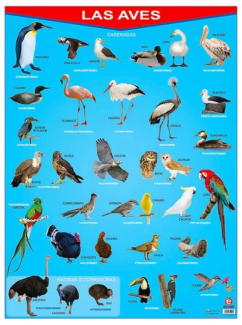 POSTER LAS AVES