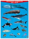 POSTER GRANDES ANIMALES DEL MAR
