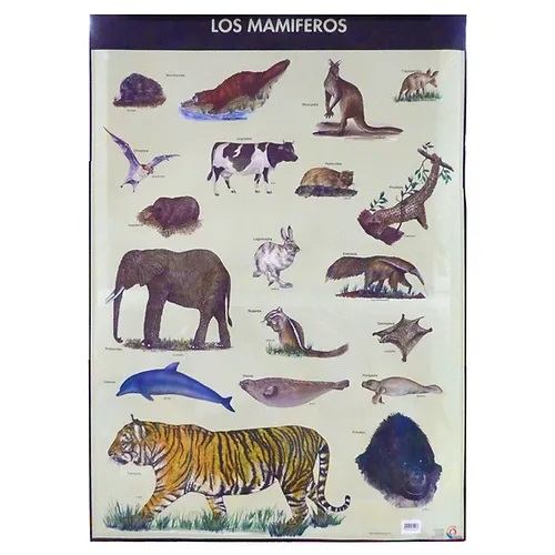 POSTER LOS MAMIFEROS