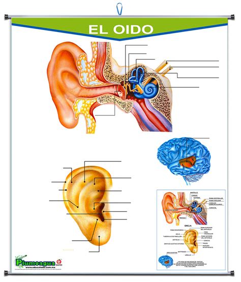 PLUMOAGUA SENTIDO DEL OIDO