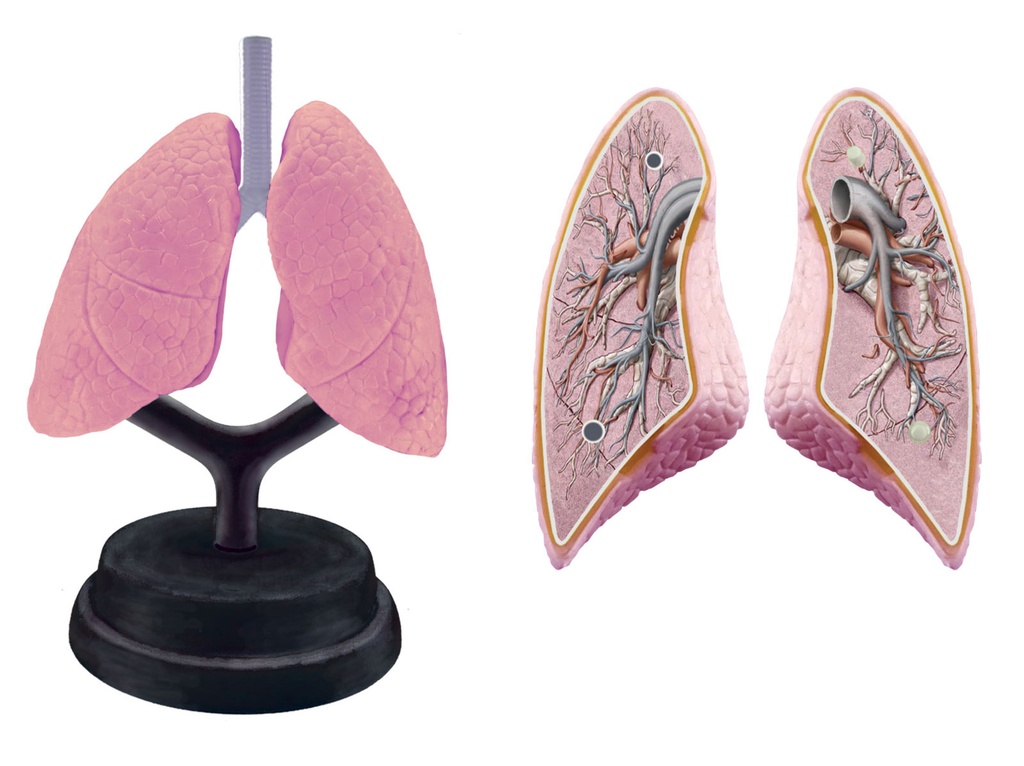 SISTEMA RESPIRATORIO