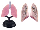 SISTEMA RESPIRATORIO