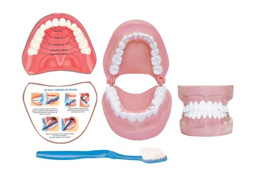 [3336] DENTADURA EDUCATIVA