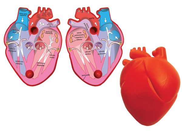 CORAZON HUMANO