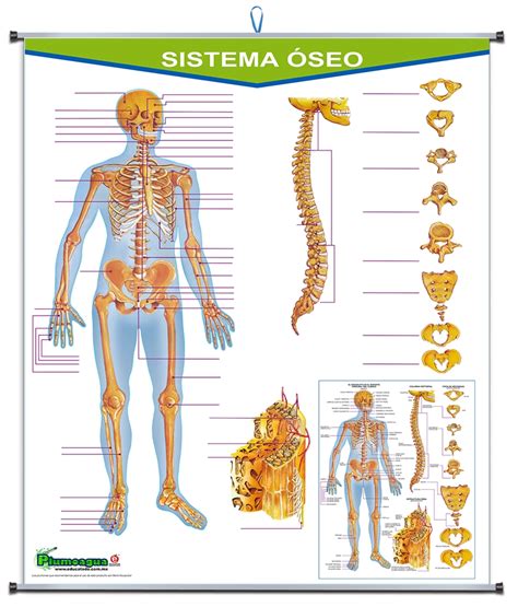PLUMOAGUA SISTEMA OSEO