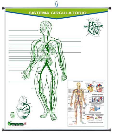 PLUMOAGUA SISTEMA CIRCULATORIO