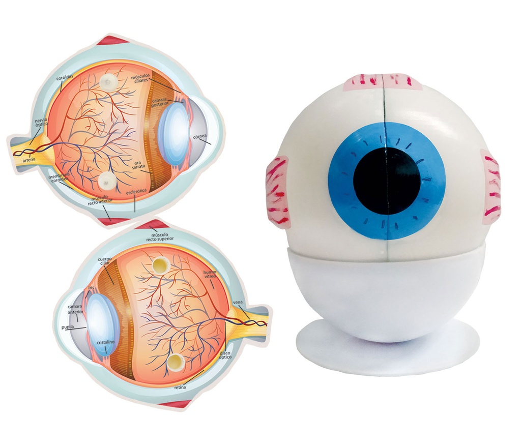 OJO HUMANO