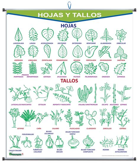 PLUMOAGUA HOJAS