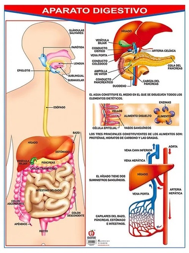 [B-0005-I] POSTER APARATO DIGESTIVO