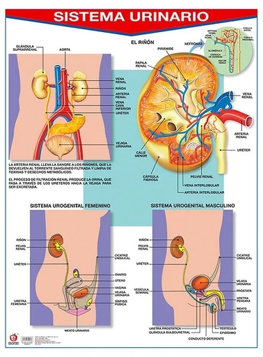 [B-0009-I] POSTER SISTEMA URINARIO