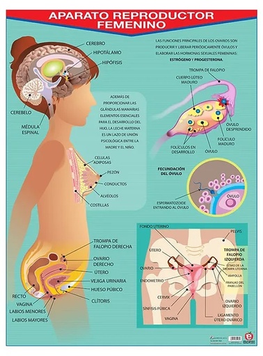 [B-0013-I] POSTER APARATO REPRODUCTOR  FEMENINO