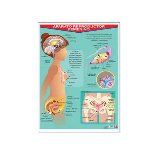 [B-0013-II] POSTER APARATO REPRODUCTOR  FEMENINO C/B