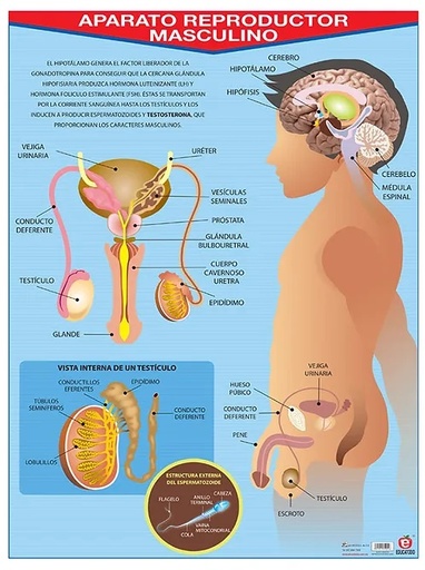 [B-0017-I] POSTER APARATO REPRODUCTOR MASCULINO