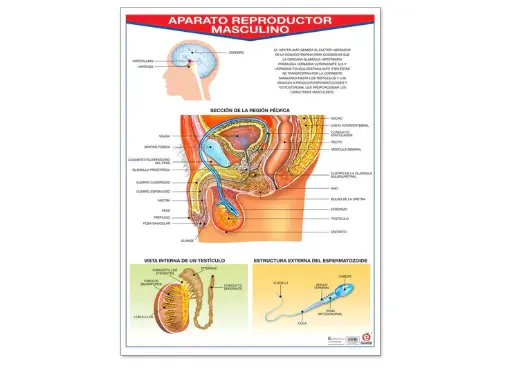 [B-0017-II] POSTER APARATO REPRODUCTOR MASCULINO C/B