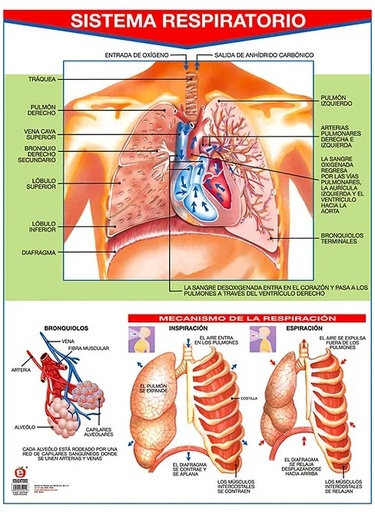 [B-0021-I] POSTER SISTEMA RESPIRATORIO