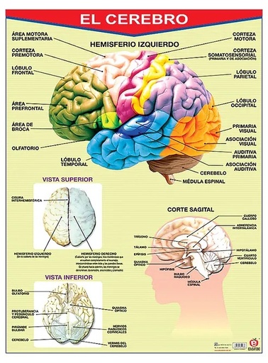 [B-0025-I] POSTER EL CEREBRO