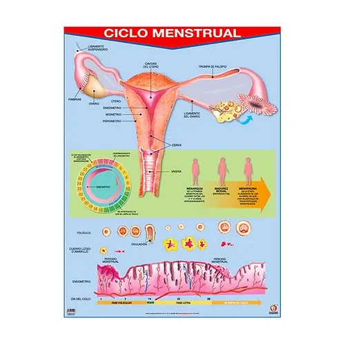 [B-0029-I] POSTER CICLO MENSTRUAL