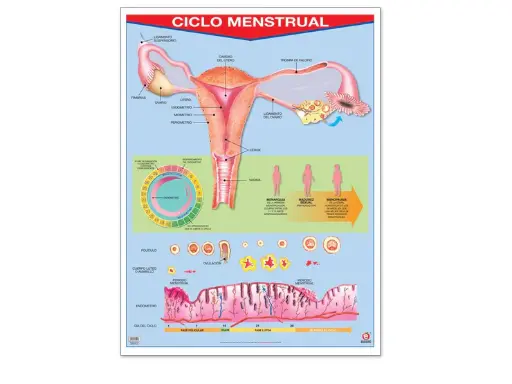 [B-0029-II] POSTER CICLO MENSTRUAL C/B