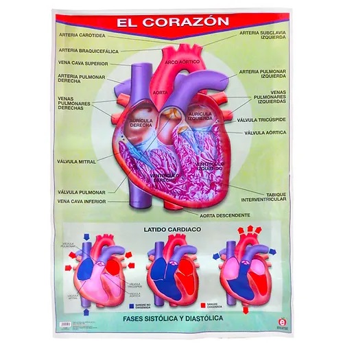 [B-0030-I] POSTER EL CORAZON