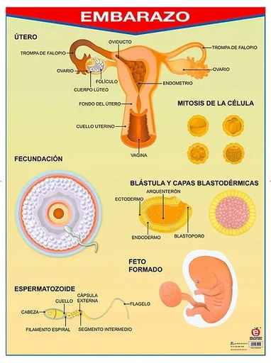 [B-0031-I] POSTER EMBARAZO