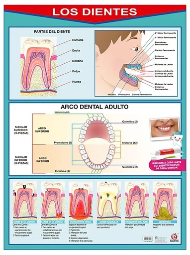[B-0034-I] POSTER LOS DIENTES