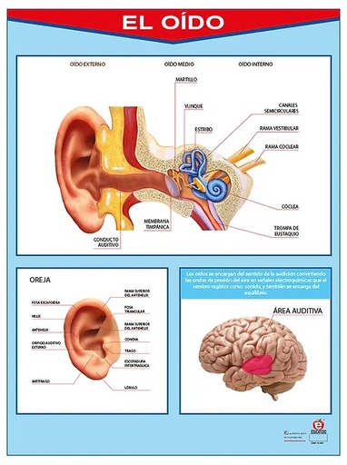 [B-0045-I] POSTER EL OIDO