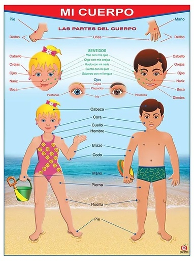 [B-0057-I] POSTER MI CUERPO / MY BODY