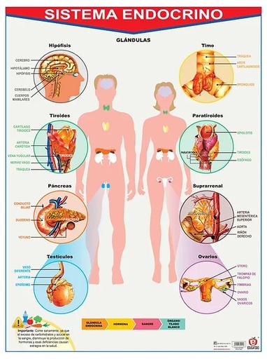 [B-0061-I] POSTER SISTEMA ENDOCRINO