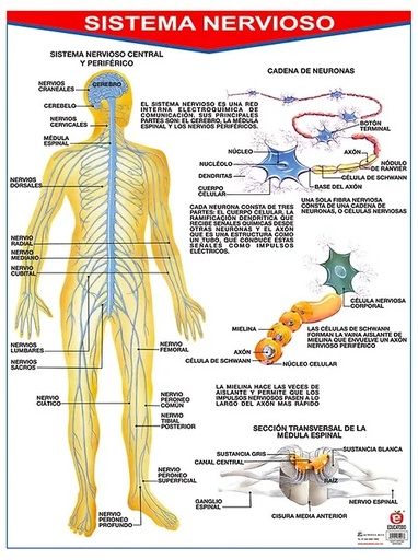 [B-0073-I] POSTER SISTEMA NERVIOSO