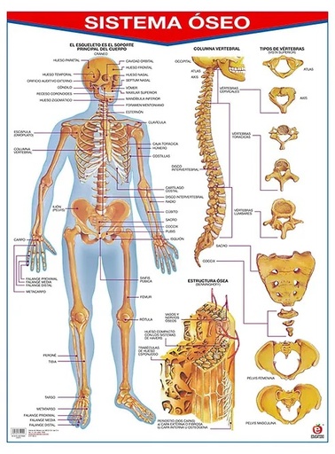 [B-0078-I] POSTER SISTEMA OSEO