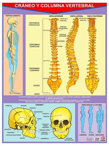 [B-0080-I] POSTER CRANEO Y COLUMNA VERTEBRAL